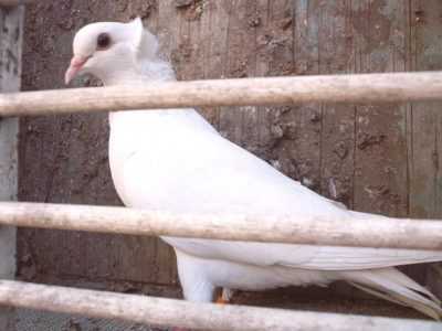 Charakteristika holubů Baku -
