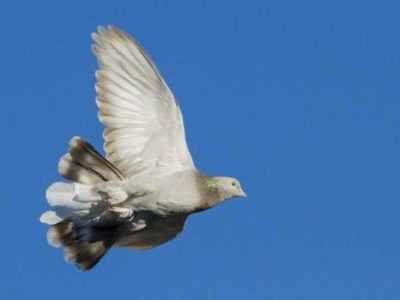 Charakteristika holubů Takla -