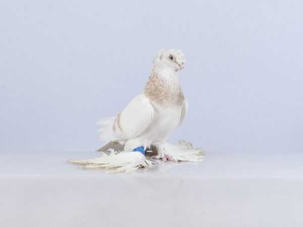 Charakteristika uzbeckých dvouprstých holubů –