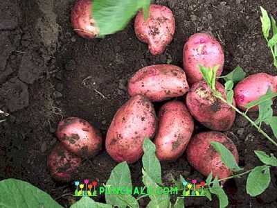 Vlastnosti brambor Lyubava -