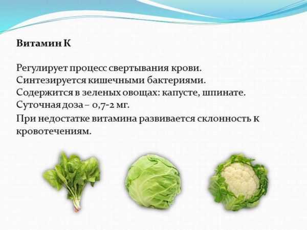 Charakteristika odrůd kozáckého zelí -