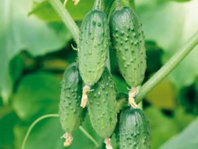 Charakteristika odrůd okurek Serpentina -