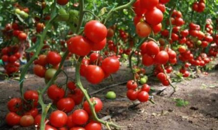 Charakteristika odrůd rajčat Eagle Heart -