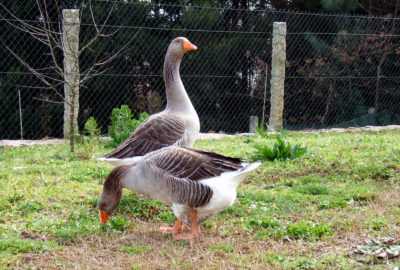 Charakteristika Toulouse Geese -