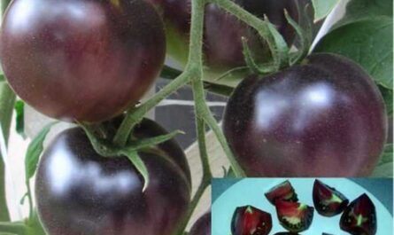 Vlastnosti rajčat Black Pearl -