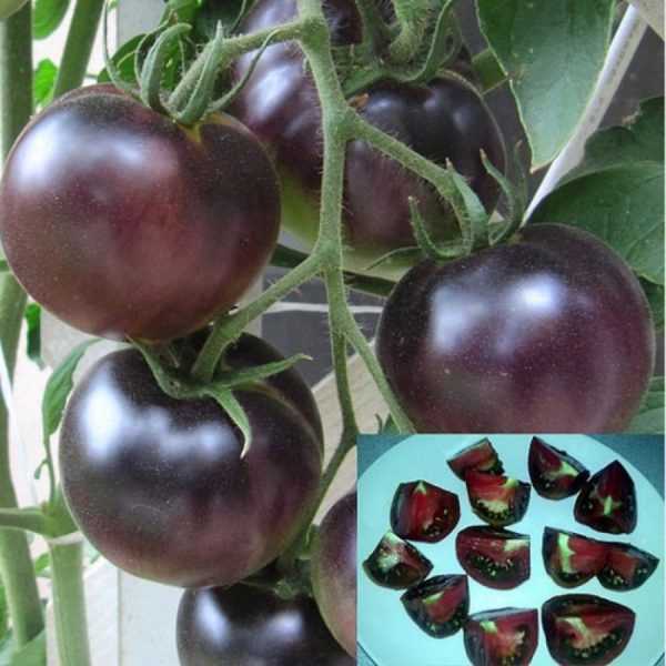 Vlastnosti rajčat Black Pearl –