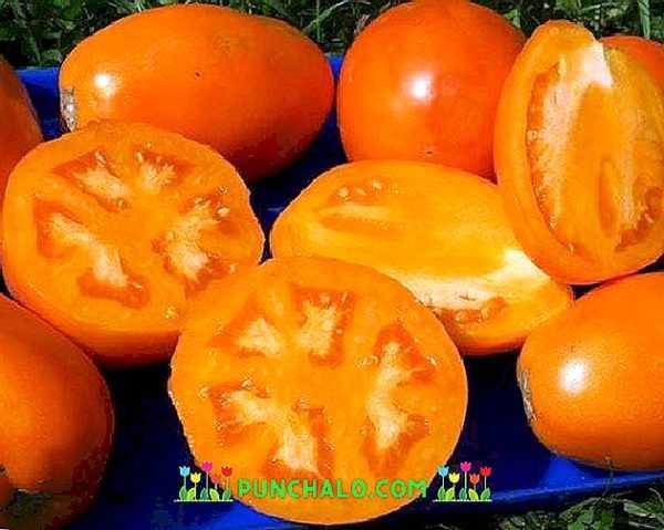 Charakteristika Golden Kenigsberg Tomatoes -