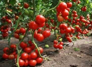 Vlastnosti rajčat Tarpan -