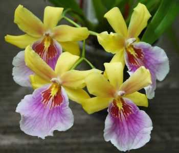 Vlastnosti růstu orchidejí Miltonia -