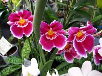 Vlastnosti pěstování a péče o orchideje -