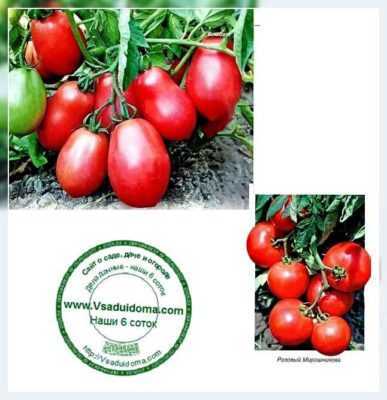 Vlastnosti kopcovitosti rajčat -