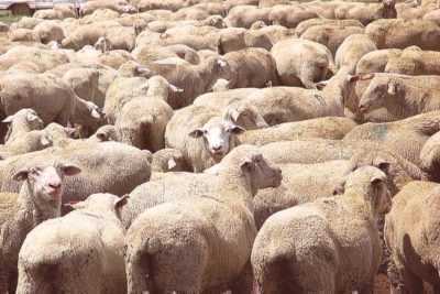 Příčiny Bradzota u ovcí -