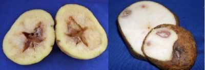 Příčiny zčernání brambor -