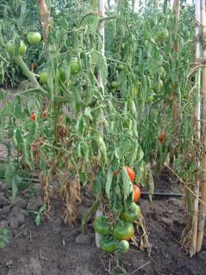 Příčiny vadnutí listů u sazenic rajčat -