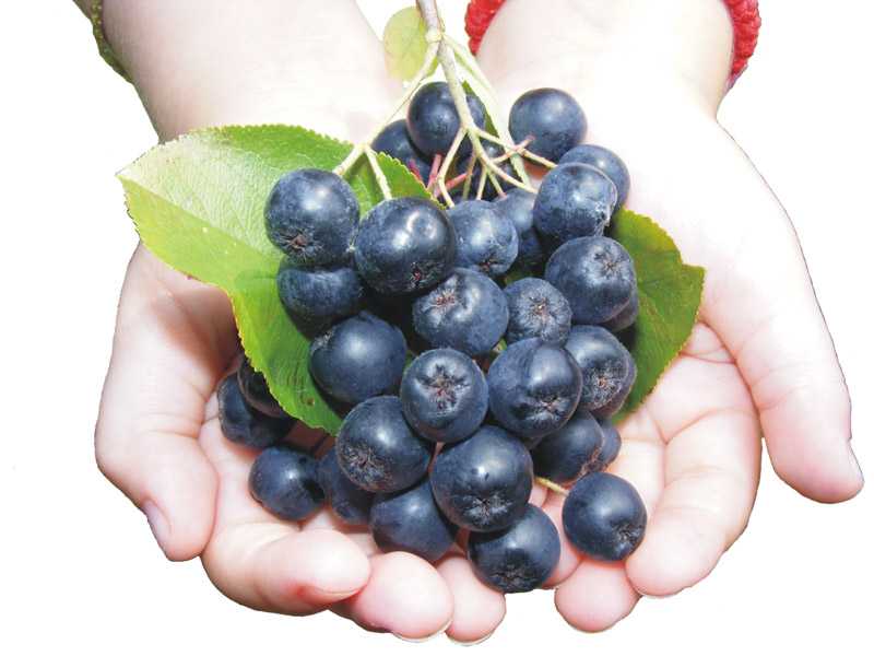 Chokeberry (Aronia), Kalorie, výhody a poškození, Užitečné vlastnosti –