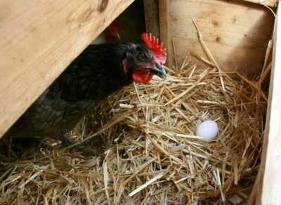 Jak krmit kuřata v zimě, aby snášela vejce –