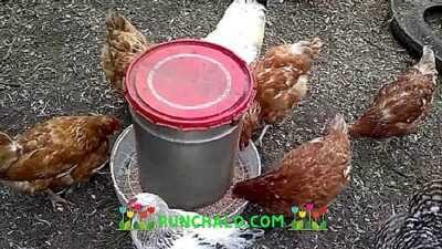 Jak vyrobit krmítko pro kuřata z kanalizační trubky -