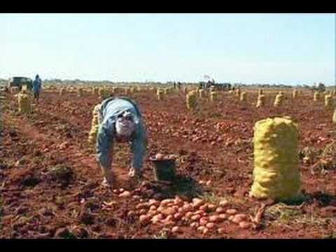 Jak získat dobrou úrodu brambor –