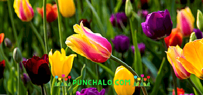 Jak zasadit tulipány na podzim na Uralu -