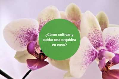 Jak množit orchidej doma –