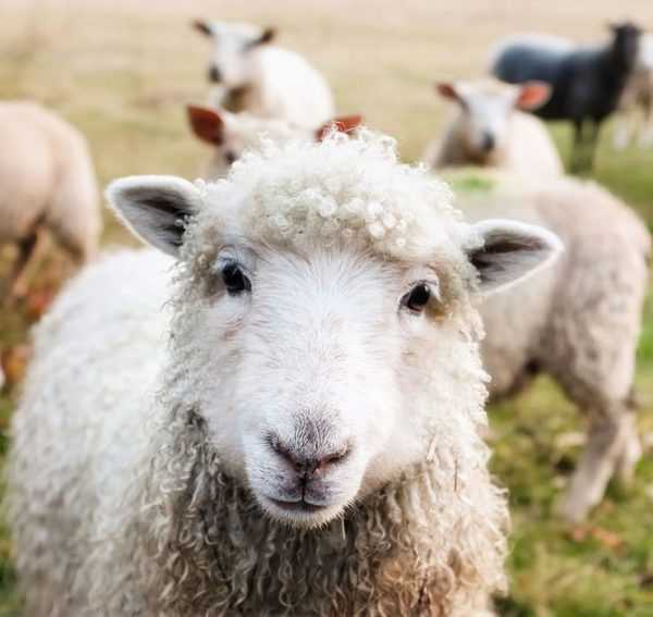 Jaký je sen ovce nebo berana? -