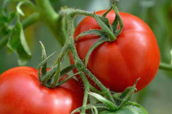 Kdy je nejlepší zasadit rajčata pro sazenice? -