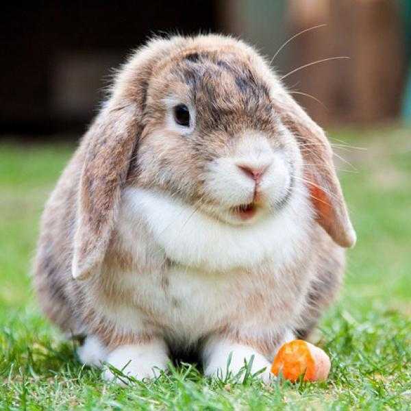 Kolik týdnů je březost králíka? -