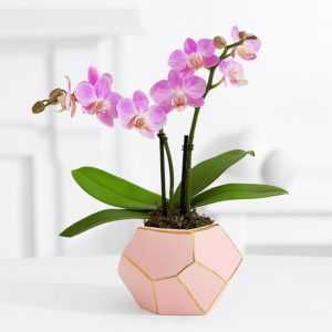 Domácí péče o Phalaenopsis Mini Orchid -