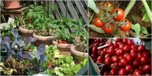 Pěstování cherry rajčat na balkoně a parapetu –