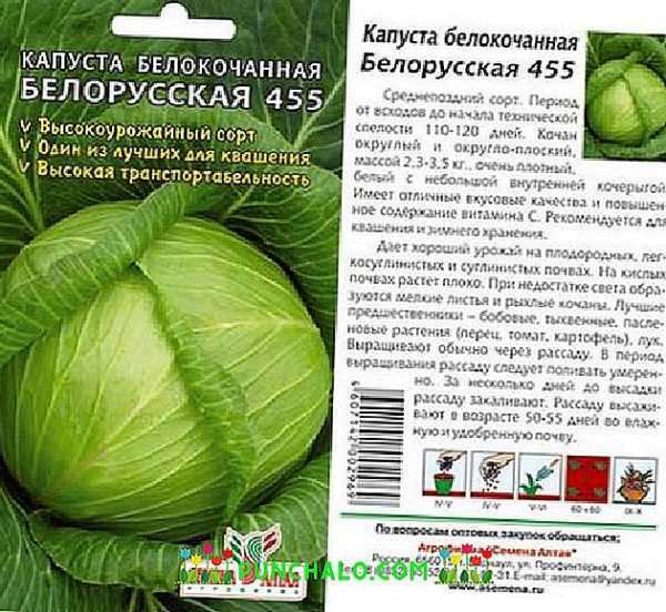Popis Běloruské zelí -