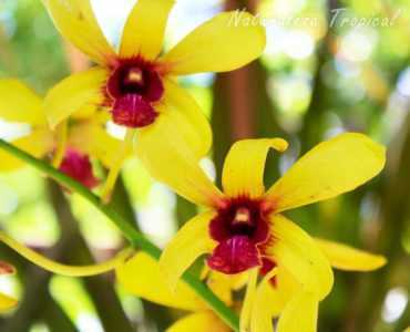 Popis zelené orchideje -