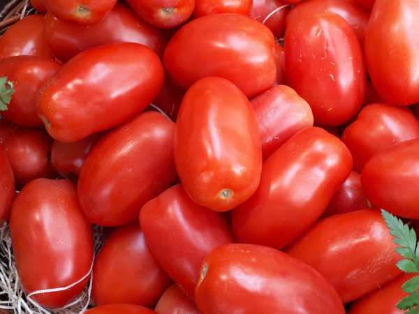 Popis rajčatové hrušky -
