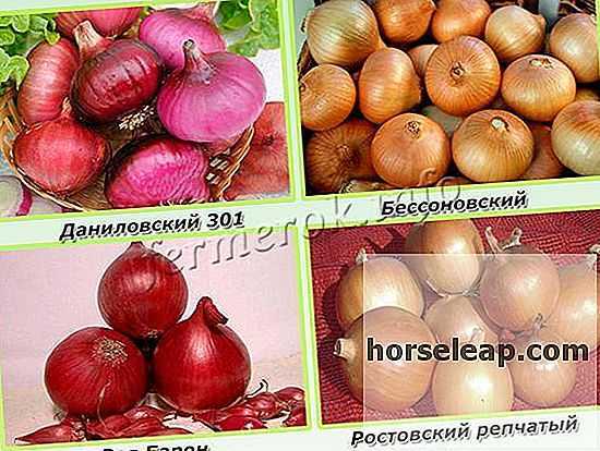 Popis odrůdy Bessonovsky -