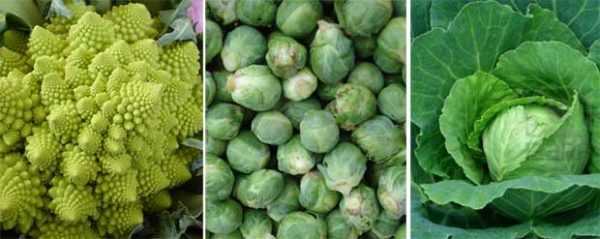 Popis červnové odrůdy zelí -
