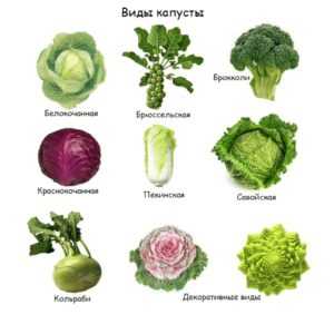 Popis odrůdy zelí Zimovka -