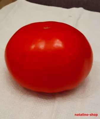 Popis rajčat Gina -