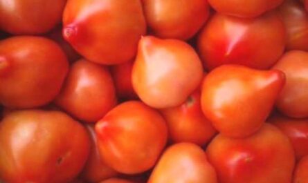 Popis rajčat Primadonna -