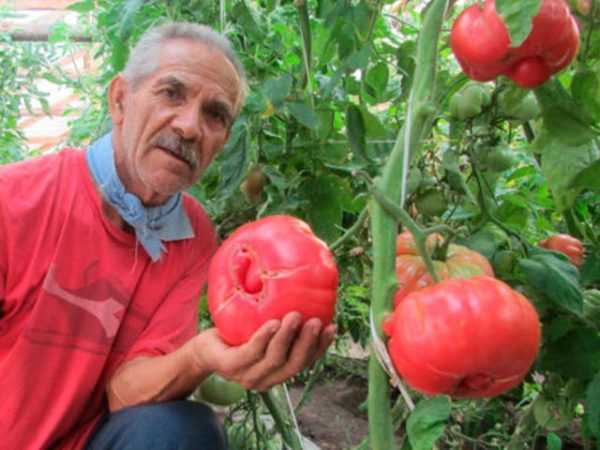 Popis rajčat Batyan -
