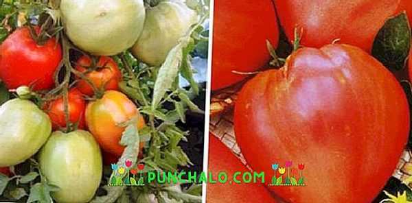 Popis obřích cukrových rajčat -