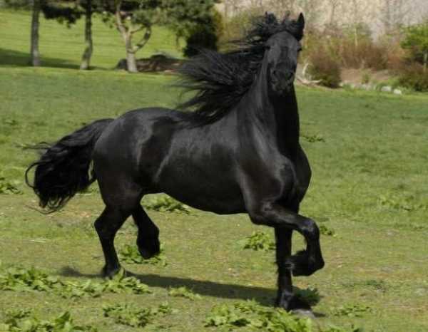 Popis lippicianského koně –