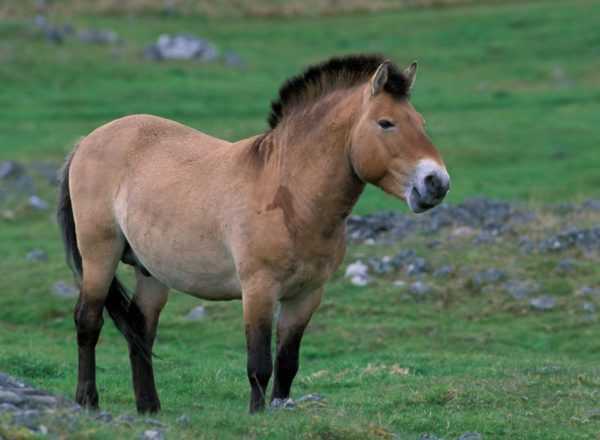 Popis mongolského koně –