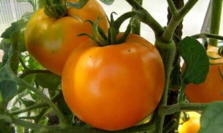 Popis raných sibiřských rajčat -