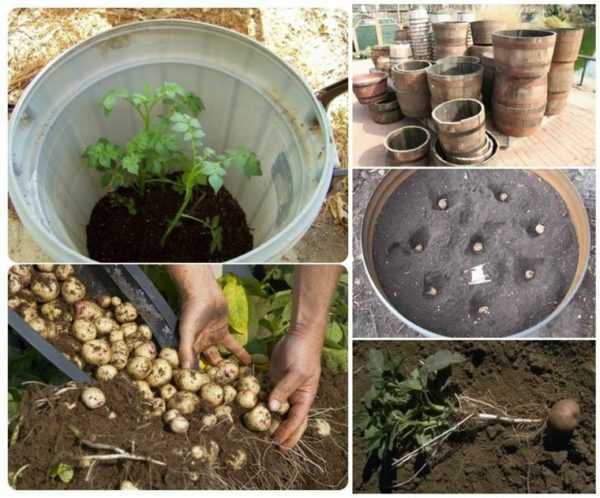 Princip pěstování brambor v sudu -