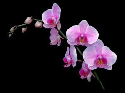 Použití cytokininové pasty pro orchideje -