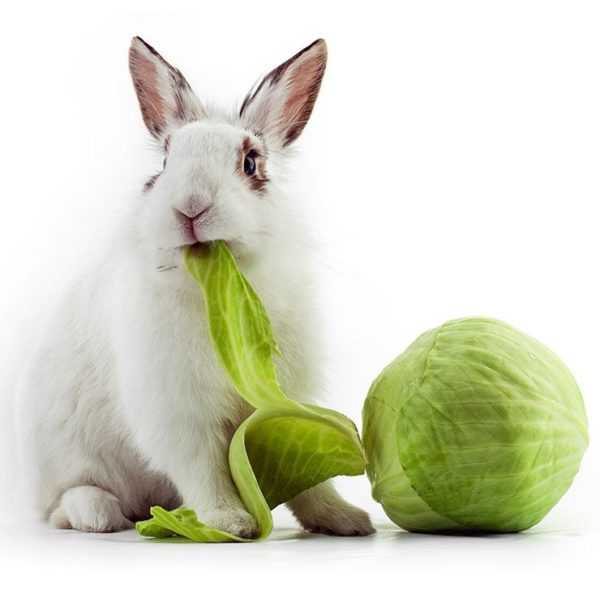 Je možné zavést okurky do jídelníčku králíků? -