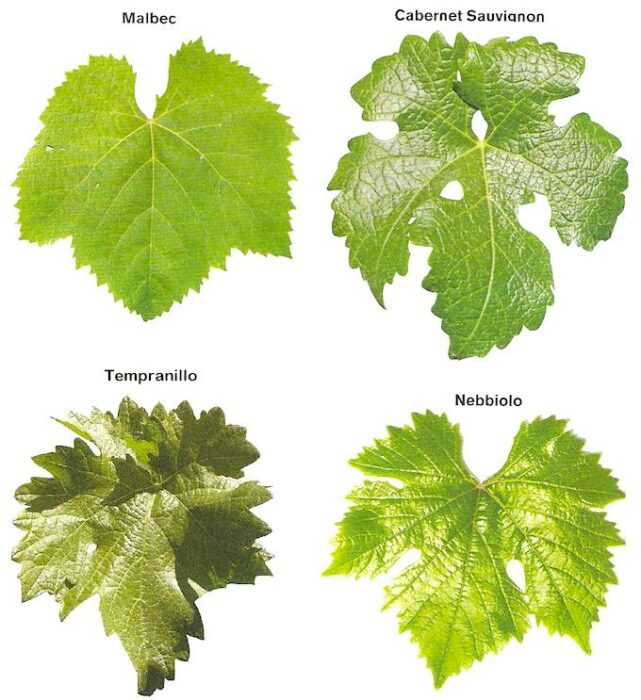 Hroznové listy - Užitečné a nebezpečné vlastnosti hroznových listů, Kalorie, výhody a poškození, Užitečné vlastnosti -