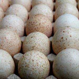 Krůtí vejce, Kalorie, výhody a poškození, Užitečné vlastnosti -