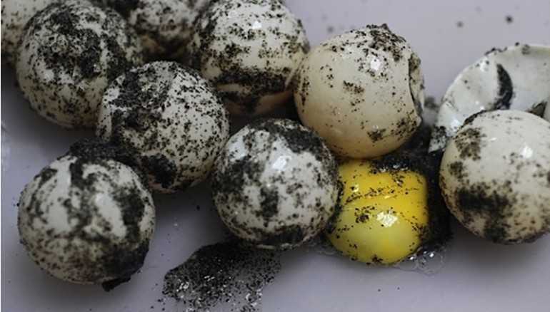 Želví vejce, Kalorie, výhody a poškození, Užitečné vlastnosti -
