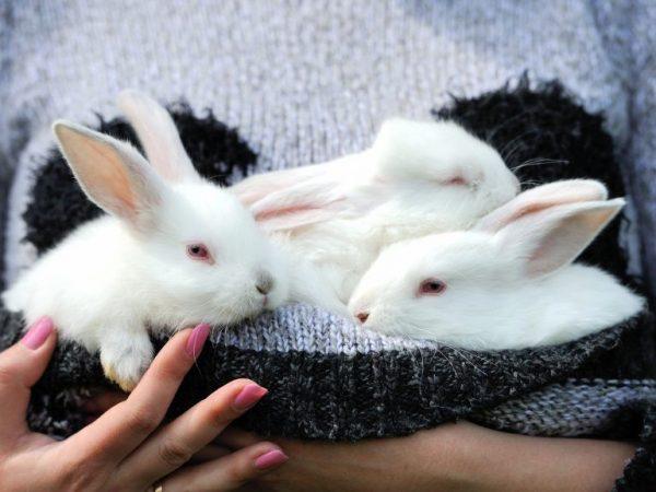 Jak samostatně krmit novorozené králíky bez králíků maminky –