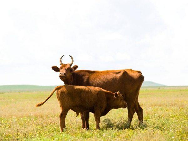 Kalmycké plemeno krav -